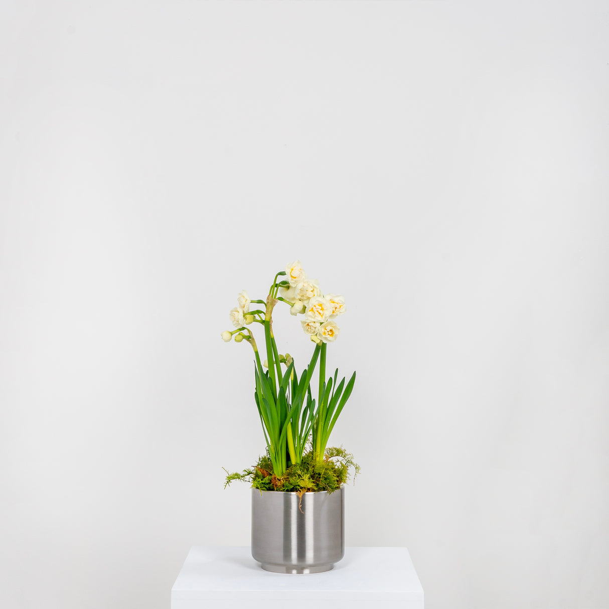 From The Anvil - Satin Marine SS (316) 12.5cm Newlyn Pot | Sku. 50764 | Trade Door Handles.