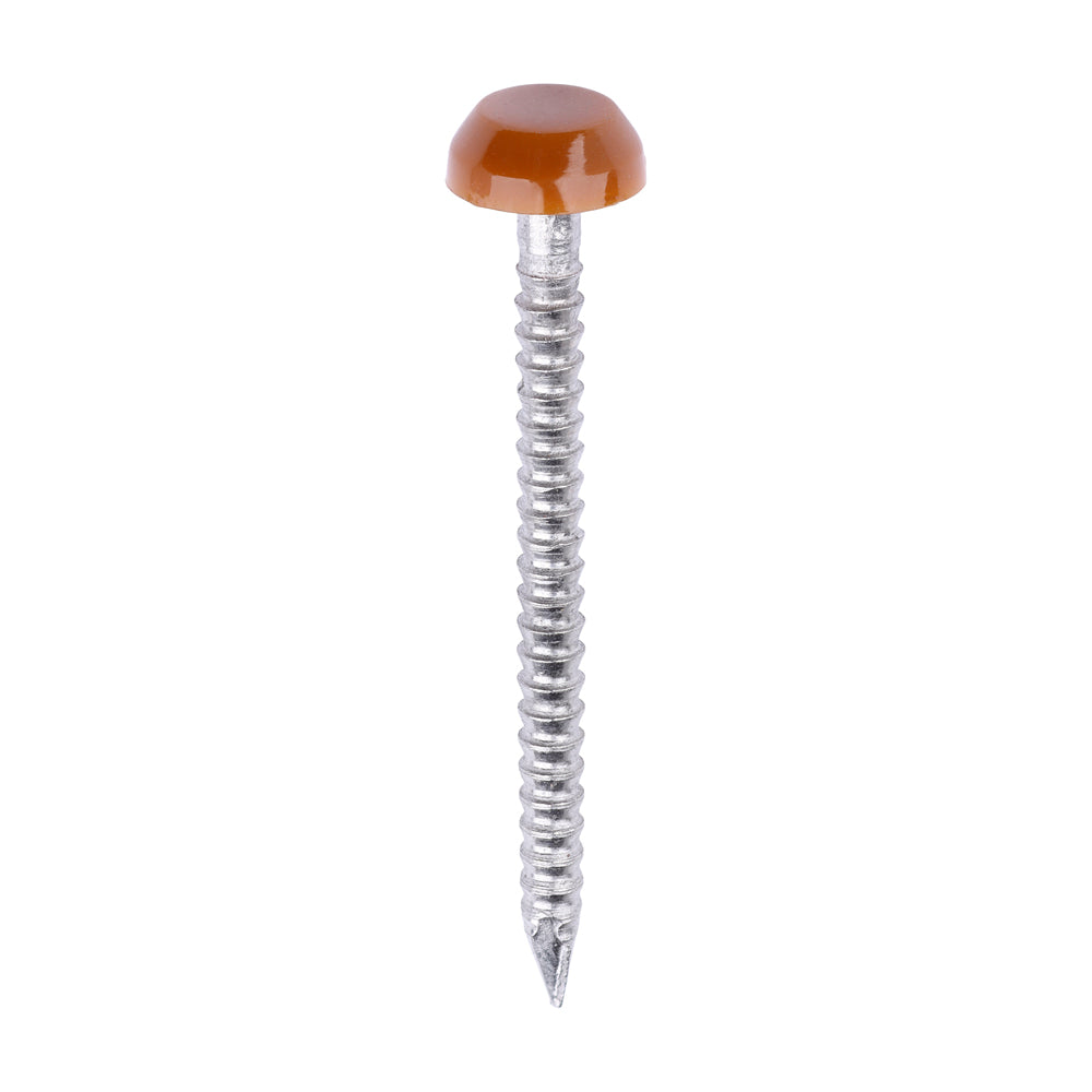 This is an image of Timco - Polymer Headed Pins - A4 Stainless Steel - Clay Brown 30mm (250 PCS Box) PP30CB