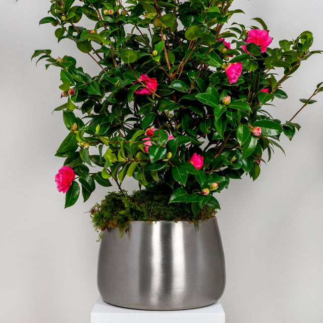 From The Anvil - Satin Marine SS (316) 28cm Hepworth Pot | Sku. 50760 | Trade Door Handles.