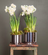 From The Anvil - Satin Marine SS (316) 12.5cm Newlyn Pot | Sku. 50764 | Trade Door Handles.