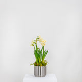 From The Anvil - Satin Marine SS (316) 12.5cm Newlyn Pot | Sku. 50764 | Trade Door Handles.