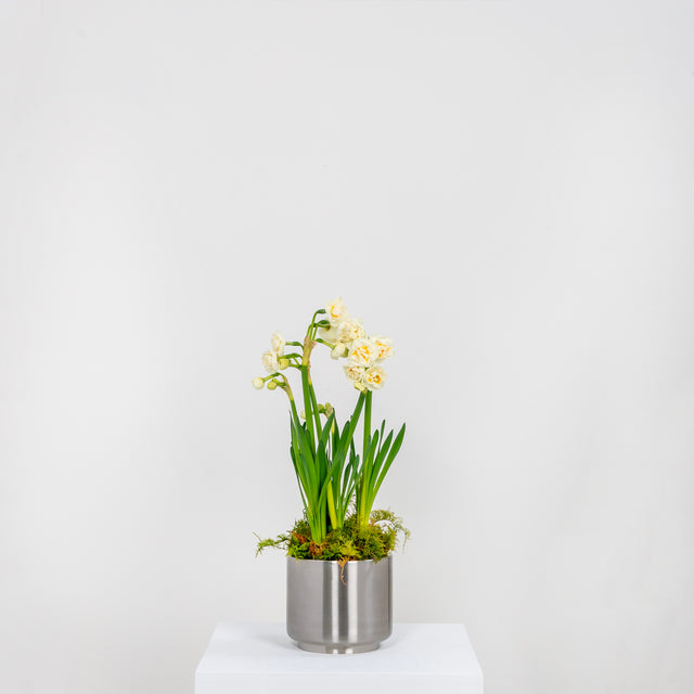 From The Anvil - Satin Marine SS (316) 12.5cm Newlyn Pot | Sku. 50764 | Trade Door Handles.