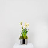 From The Anvil - Polished Marine SS (316) 12.5cm Newlyn Pot | Sku. 50767 | Trade Door Handles.