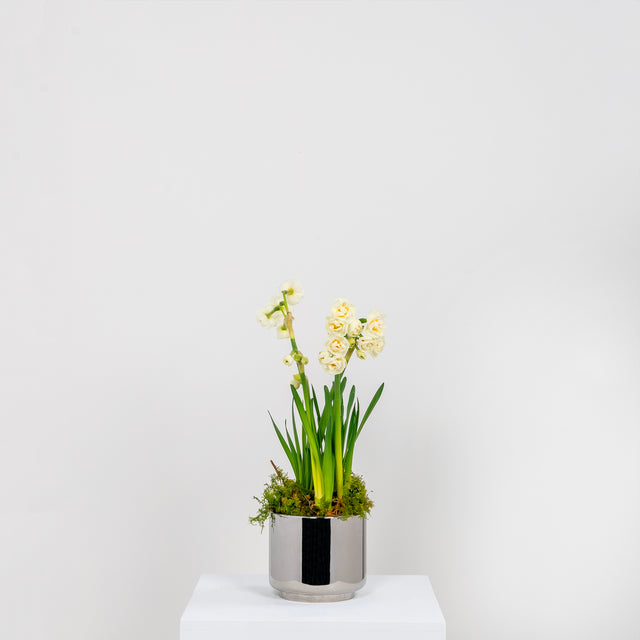 From The Anvil - Polished Marine SS (316) 12.5cm Newlyn Pot | Sku. 50767 | Trade Door Handles.