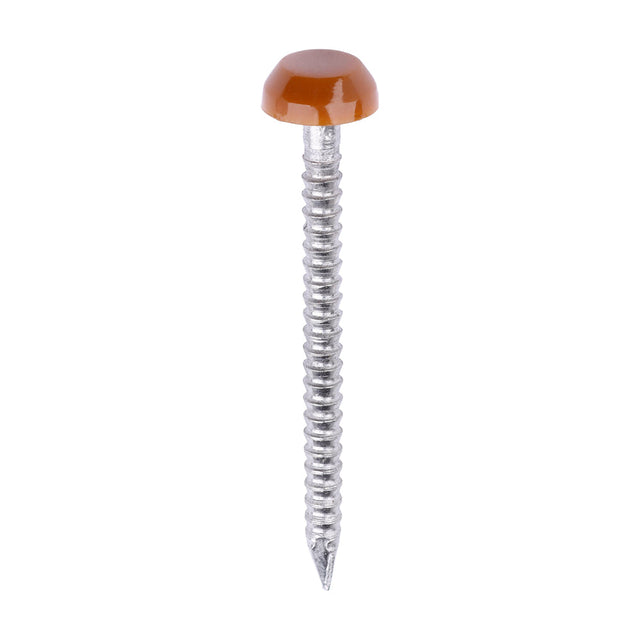 This is an image of Timco - Polymer Headed Pins - A4 Stainless Steel - Clay Brown 30mm (250 PCS Box) PP30CB