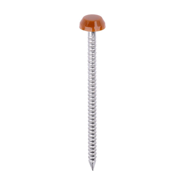 This is an image of Timco - Polymer Headed Pins - A4 Stainless Steel - Clay Brown 40mm (250 PCS Box) PP40CB